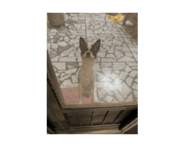 839321526