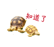 839342590