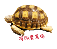 839342594