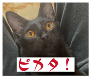 839354684