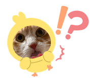 839355062