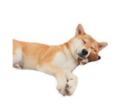 839372365