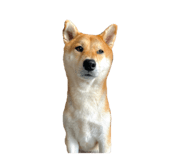 839372368