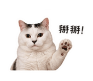 839393020