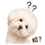 839397068