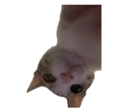 839447568