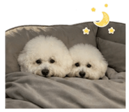 839447599