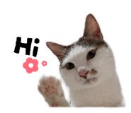 839447833