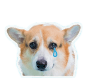 839505550