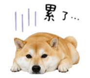 839505980