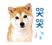839505990