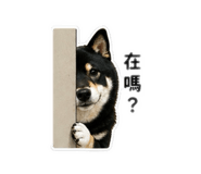 839602131