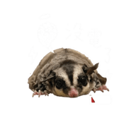 839611404