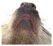 839622944