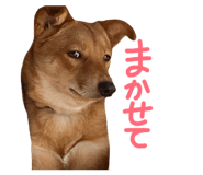 839663227
