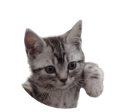 839668431
