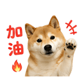 839683037
