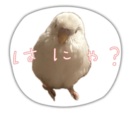 839695526