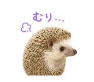 839736264