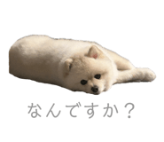 839745582