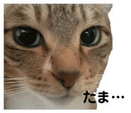 839752537