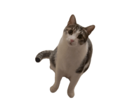 839755081