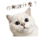 839763981