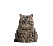 839767227