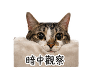 839768341