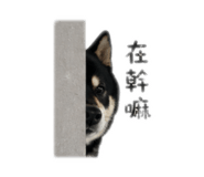 839778777