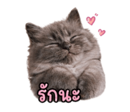 839795523