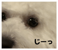 839808903