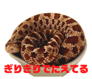 839830117