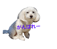 839860561