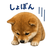 839862018