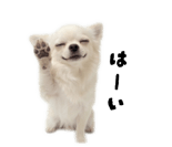 839887499