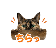 839894539