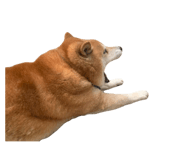 839918327