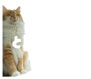 839950654