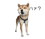 839966833