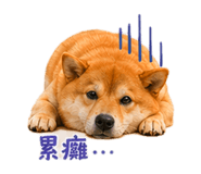 840003995