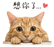 840008116