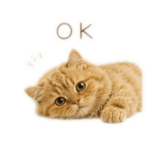 840081803