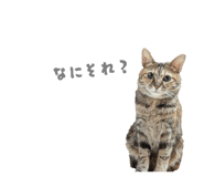 840127038