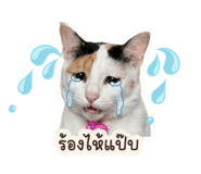 840243517