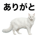 840307806
