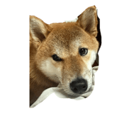 840358528