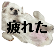 840433003