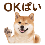 840451594