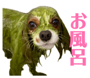 840455015